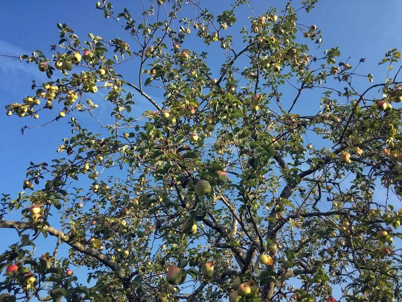 Fruktträd med äpplen.