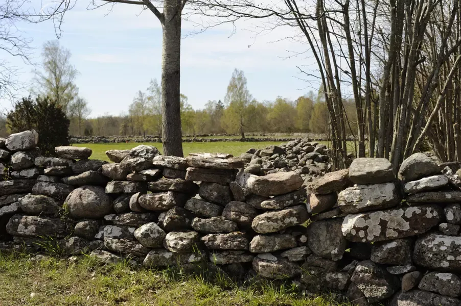Stenmur i vårigt landskap.