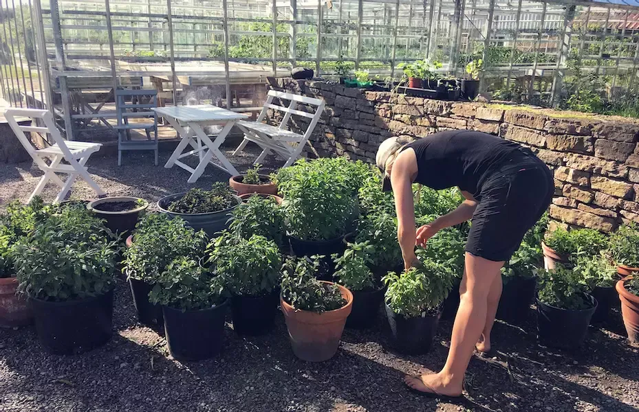 Kvinna som planterar i krukor på Öland.